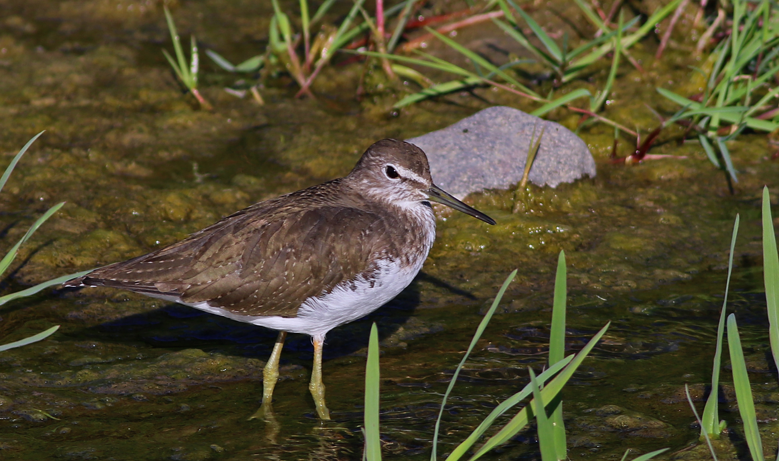 Green Sandpiper